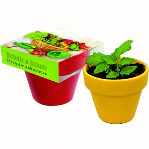 Naschgemüse Colour Paprika