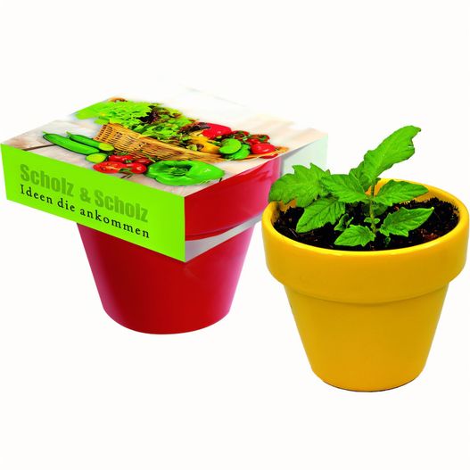 Naschgemüse Colour Paprika (Bild 1)