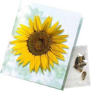 Klappkärtchen Sonne