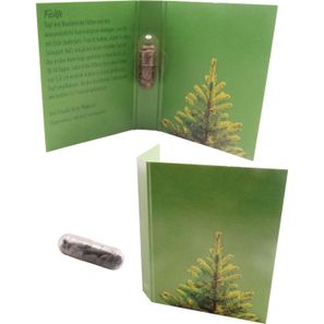 Samenkapsel Weihnachtsbaum