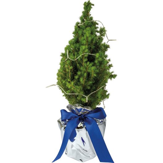 Lichter-Bäumchen 35-45 cm (Bild 1)