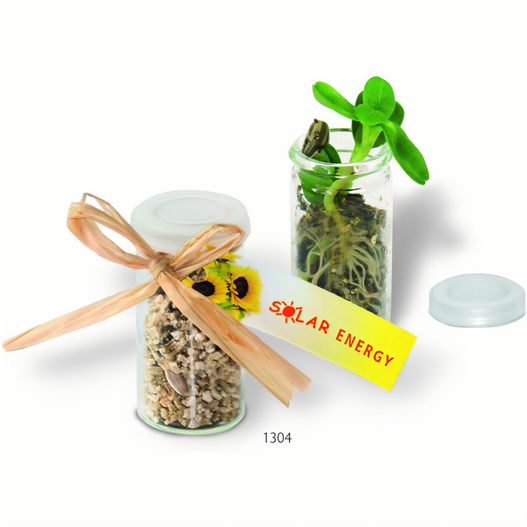 ein glas pflanzen und ein tag mit einem tag Mini-Glasshouse Sonne (Bild 1)