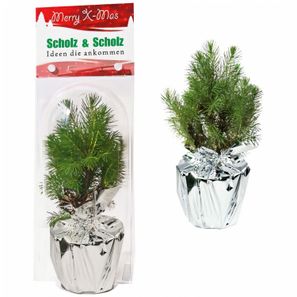 Weihnachtsbäumchen Junior