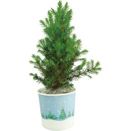 Produktabbildung Cup-Bäumchen 20-30 cm Cup-Bäumchen 20-30 cm