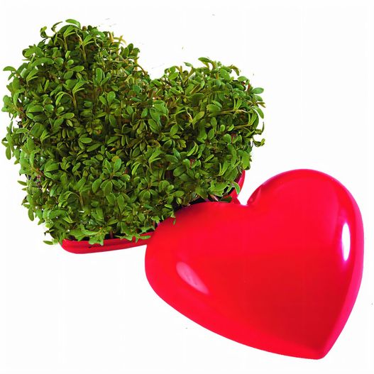 Gesundes Herz (Bild 1)