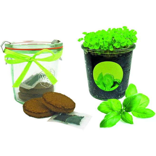 Produktabbildung Kräuter-Glas Kräuter-Glas