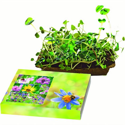 Bienenfreude (Bild 1)