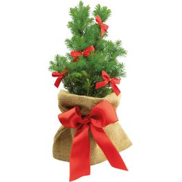 Produktabbildung Schleifen-Bäumchen 20-30 cm Schleifen-Bäumchen 20-30 cm