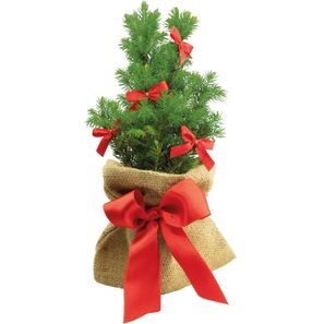 Schleifen-Bäumchen 20-30 cm