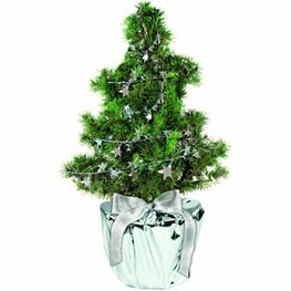 Silberstern-Bäumchen 20-30 cm