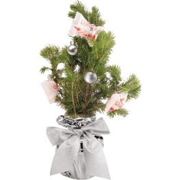 Produktabbildung Süßes-Bäumchen 20-30 cm Süßes-Bäumchen 20-30 cm