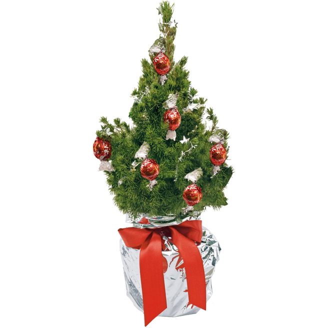 Schokotraum-Bäumchen 35-45 cm