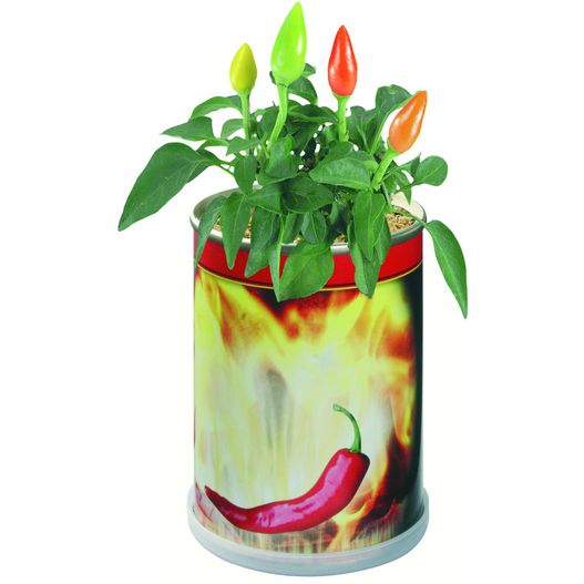 Chilidose Hot (Bild 1)