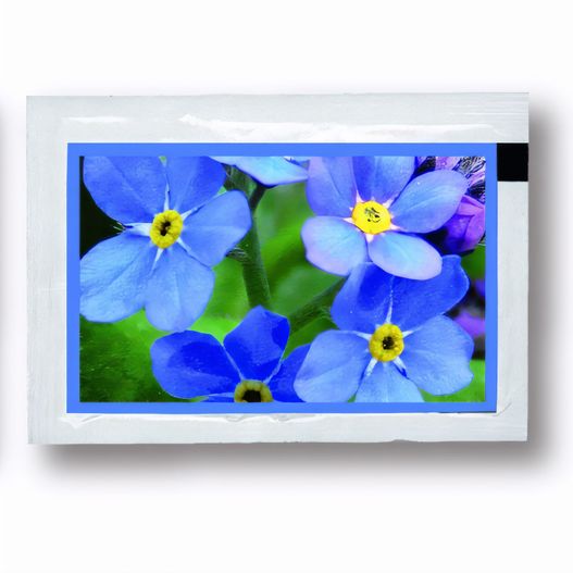 Samentütchen Vergissmeinnicht 80 x 55 mm (Bild 1)