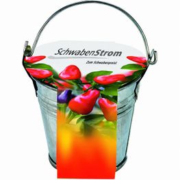 Zinkeimerchen Chili