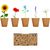 Saat-Set Sommerblumen FLOWERS (Bild 2)