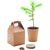 Kiefernsamen-Set GROWTREE™ (Bild 1)