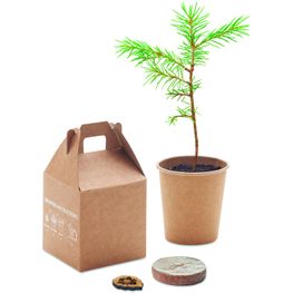 Produktabbildung Kiefernsamen-Set GROWTREE™ Kiefernsamen-Set GROWTREE™
