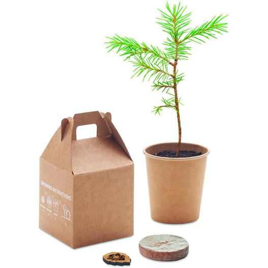 Kiefernsamen-Set GROWTREE™ (Bild 1)