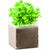 Pflanz-Set "Basilikum" BASIL (Bild 3)
