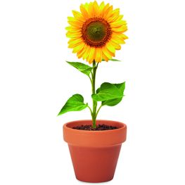 Terracotta-Topf Sonnenblume SUNFLOWER