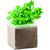 Pflanz-Set "Petersilie" PARSELY (Bild 3)