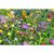 Samen Sommerblumen FLOMIX (Bild 4)