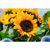 Samen Sonnenblumen GIRASOL (Bild 3)