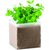 Pflanz-Set "Minze" MINT (Bild 3)