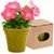 Blumentopf Advert (Bild 1)