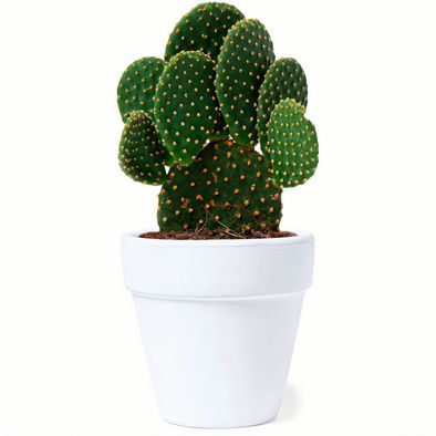 Blumentopf Konte